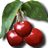 cerises