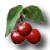 logo cerises