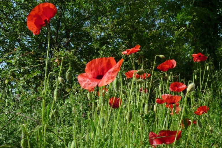 Lire la suite à propos de l’article 2019 mai