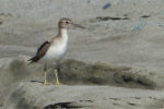 chevalier guignette (actitis hypoleucos) common sandpiper