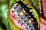 coccinelle larve