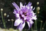 catananche