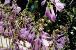 Hosta en fleur Mornant