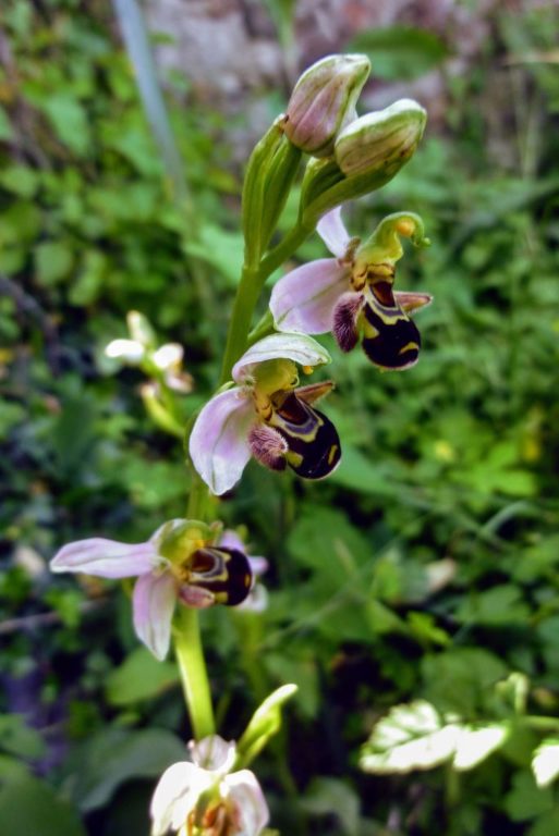 Orchidée abeille - St Romain juin 2020
