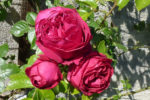 rose Tabarly Mornant