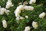 roses blanches Mornant 2020