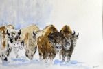 Bernard : aquarelle Bisons