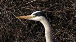 heron cendre (37)