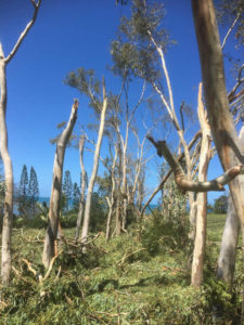 nc typhon niran karikate 2 (xga)