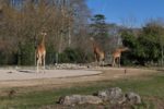 giraffes (104)