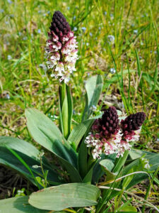 orchidee brulee mornant 2021