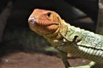 beauval lezard dracene de guyane (237)