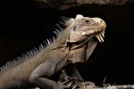 beauval iguane (233)