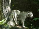 beauval tigre blanc (6)