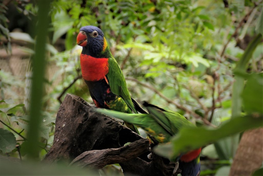 beauval oiseau loriquet arc en ciel (20) detail