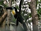 beauval oiseau toucan ariel de guyane (6)
