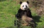 beauval panda (video du zoo)