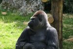 beauval singe gorille (362)