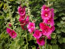 marjoris juin 2021 (roses tremieres)