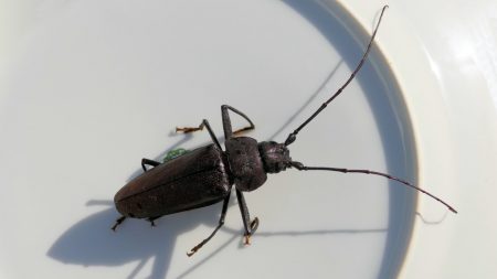 insecte coléoptère grand capricorne marjoris 2021 rkm