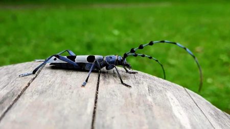 insecte coleoptère rosalie des alpes (marjoris juillet 2021) marjoris 2021 rkm