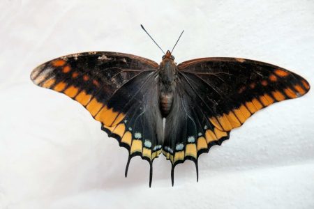 insecte papillon jason ou pacha 2 queues (charaxes jasius) dos 2021 rkm (1)
