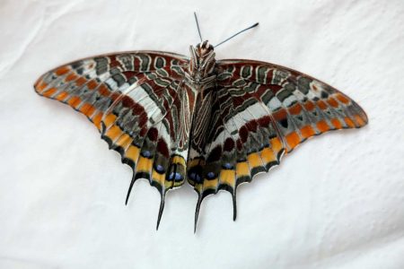 insecte papillon jason ou pacha 2 queues (charaxes jasius) ventre 2021 (1)