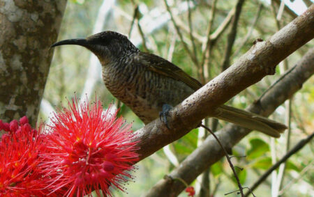 nc dumbea 0667 detail