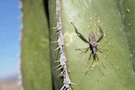 mx sma finca luna serena 1862