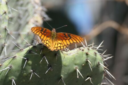 mx sma charco del ingenio 1731