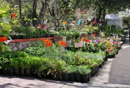 mx sma fleurs candelaria 1351