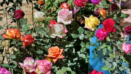 mx sma fleurs candelaria 1369