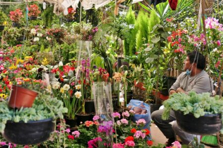 mx sma fleurs candelaria 1392