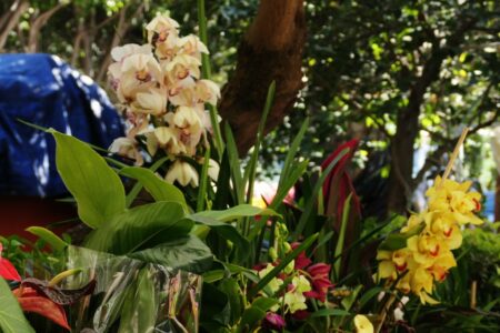 mx sma fleurs candelaria 1393