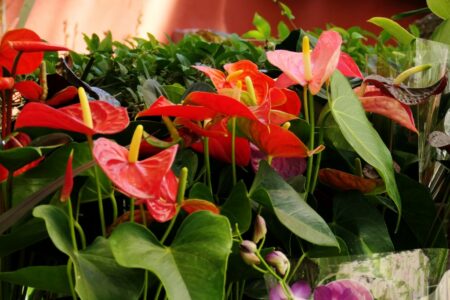 mx sma fleurs candelaria 1394