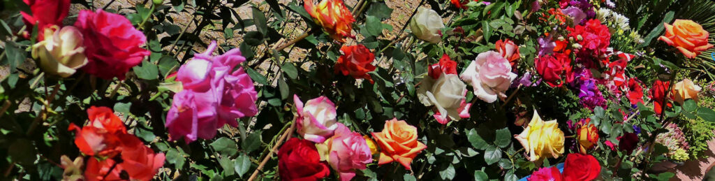 mx sma fleurs candelaria 1395 bandeau roses