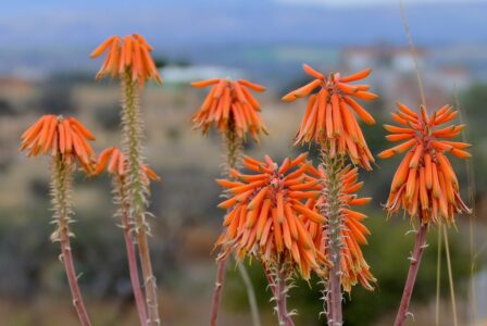 mx sma fleurs temazcalis 1795 detail