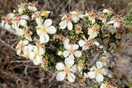 mx sma fleurs temazcalis 1810