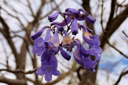 mx sma fleurs temazcalis 1820