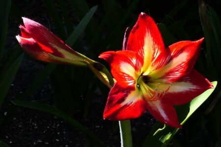 mx sma jardin amarilis 510