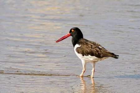 mx caleta de campos 0671~2 (xga)