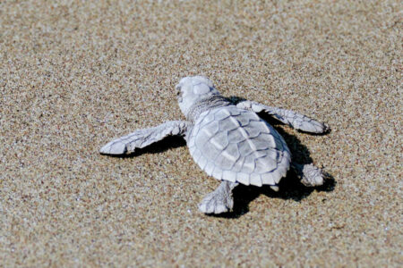 mx caleta de campos 0799~3