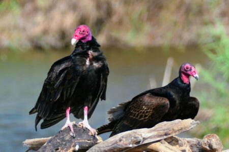 mx caleta de campos 0832~3 (xga)