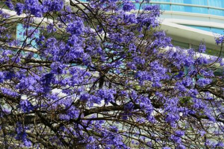 mx dc av reforma 2261 (1024)