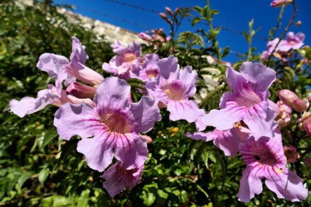 mx sma temazcalis 1076