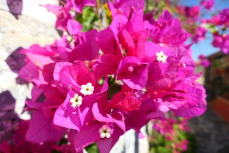 mx sma temazcalis 1080