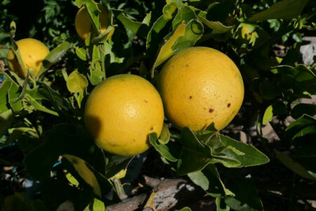 mx sma temazcalis 1082.jpg