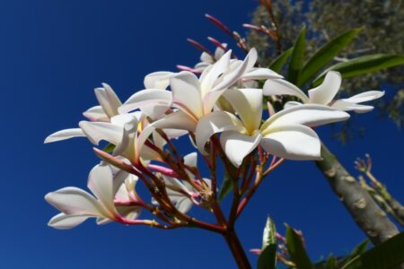 mx sma temazcalis 1085