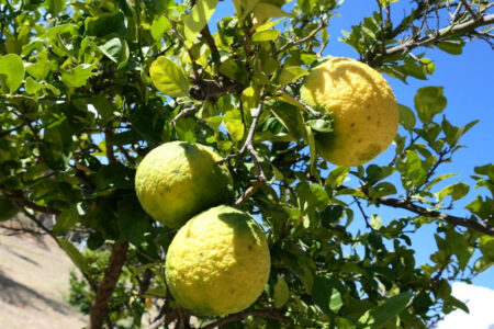 mx sma temazcalis 1086.jpg