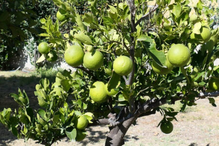 mx sma temazcalis 1087.jpg